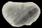 Pecopteris Fern Fossil (Pos/Neg) - Mazon Creek #104758-2
